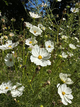 Cosmos Blancos