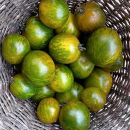 Tomate Verde Zebra