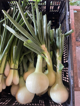 CEBOLLA VALENCIANA