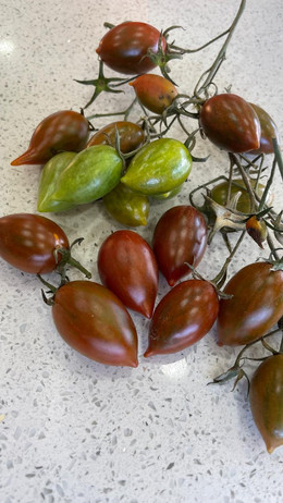 Tomate tamarindo multicolor 
