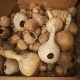 Calabaza Nido