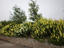 Lupino Amarillo de Mar 