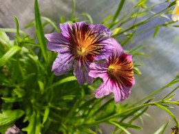 SALPIGLOSIS