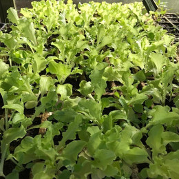Lechuga Batavia Amarilla
