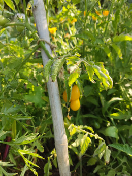 TOMATE AMARILLO PERITA