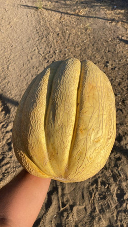 MELONA