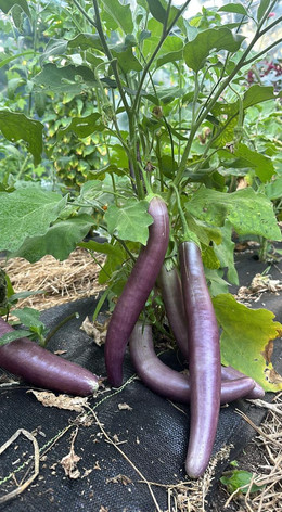 Berenjena Larga Negra