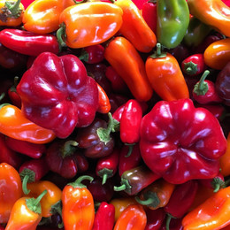 PIMIENTO REDONDO DE HUNGRIA