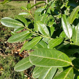 Cereza Capulí