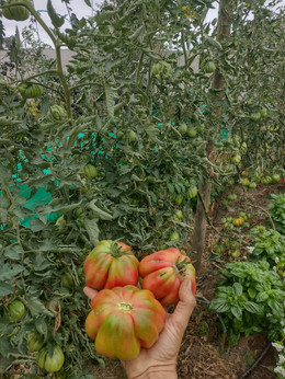 TOMATE MUSHROOM BASKET