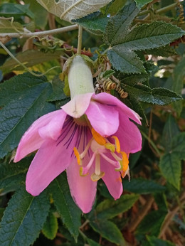 Pasiflora Nativa