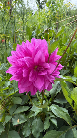 DALIA COMPUESTA MIX DE COLORES