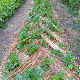 Apio de Hoja