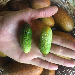 Pepinillo
