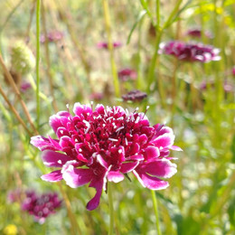 Flor De La Viudita