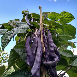 Poroto Riñón Vaina Morada