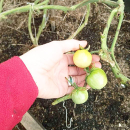 Tomate Cherry Morrón Blanco