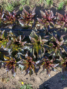 LECHUGA LENGUA DE CIERVO ROJA
