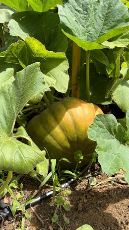 ZAPALLO MUSQUEE DE PROVENCE ORGÁNICO