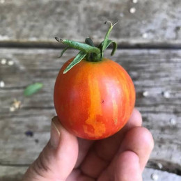 Tomate Red Zebra