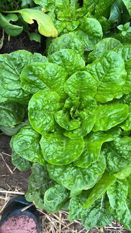 LECHUGA WITTE DUNZEL