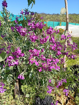ALHELÍ ROSADO