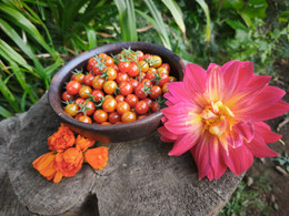 Tomate Cherry Coyol