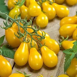 TOMATE AMARILLO PERITA ORGÁNICO