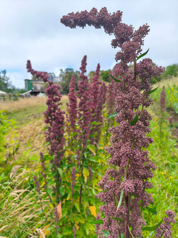 Quinoa Roja Chilota