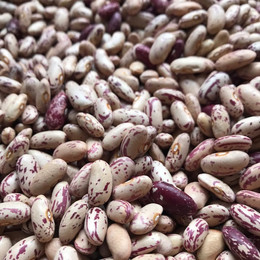 Poroto Hallado Antiguo