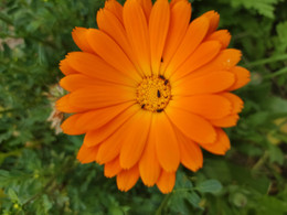CALÉNDULA NARANJA