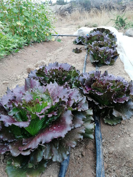 LECHUGA ICEBERG DIAVOLETTA
