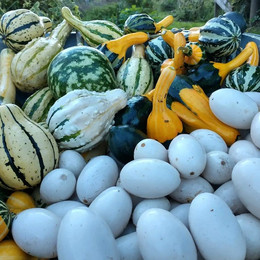 Calabacitas Ornamentales