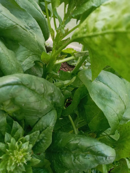 Espinaca