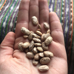 Poroto Cachiporra /Hallado Alemán