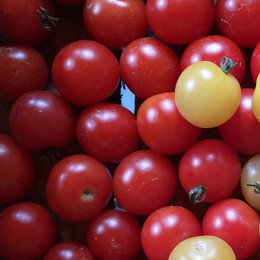 Tomate Miel De México