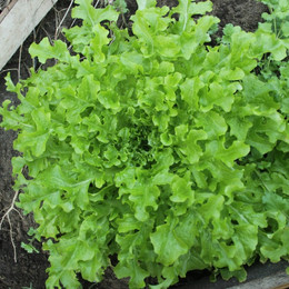 Lechuga Diente De León