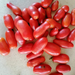 Tomate San Marzano