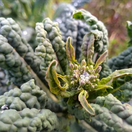 Kale Toscano