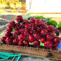 Betarraga Chioggia