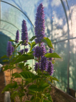 Menta Koreana
