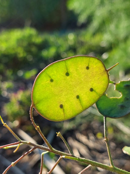 LUNARIA ORGÁNICA