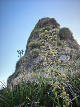 CHUPALLA ORGÁNICA
