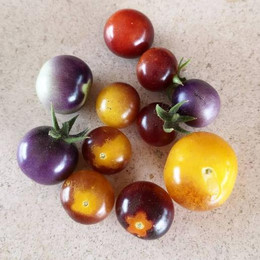 TOMATE ARANDANO ORGÁNICO