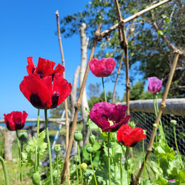 Amapola Mix