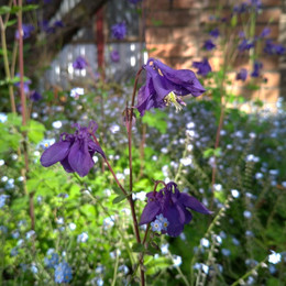 Aquilegia Morada