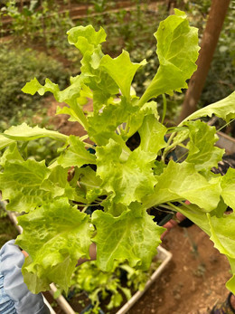 Lechuga Gran Rápida