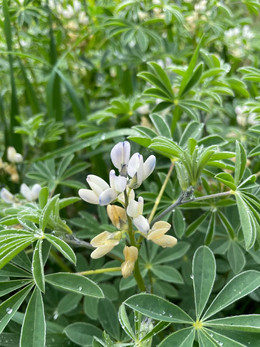 LUPINO AMARGO ORGÁNICO
