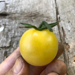 Tomate Bolita Blanca