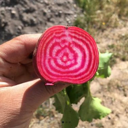 Betarraga Chioggia